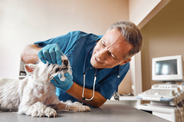 Best Walk-In Emergency Dentist in Osseo, MN